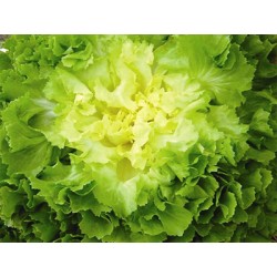 Salade Scarole/Frisée