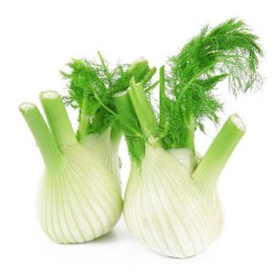 Fenouil