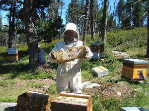 Le Rucher de l'Estagnol Thierry Mendez, apiculteur