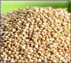 Quinoa