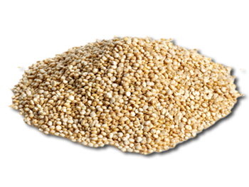 Quinoa